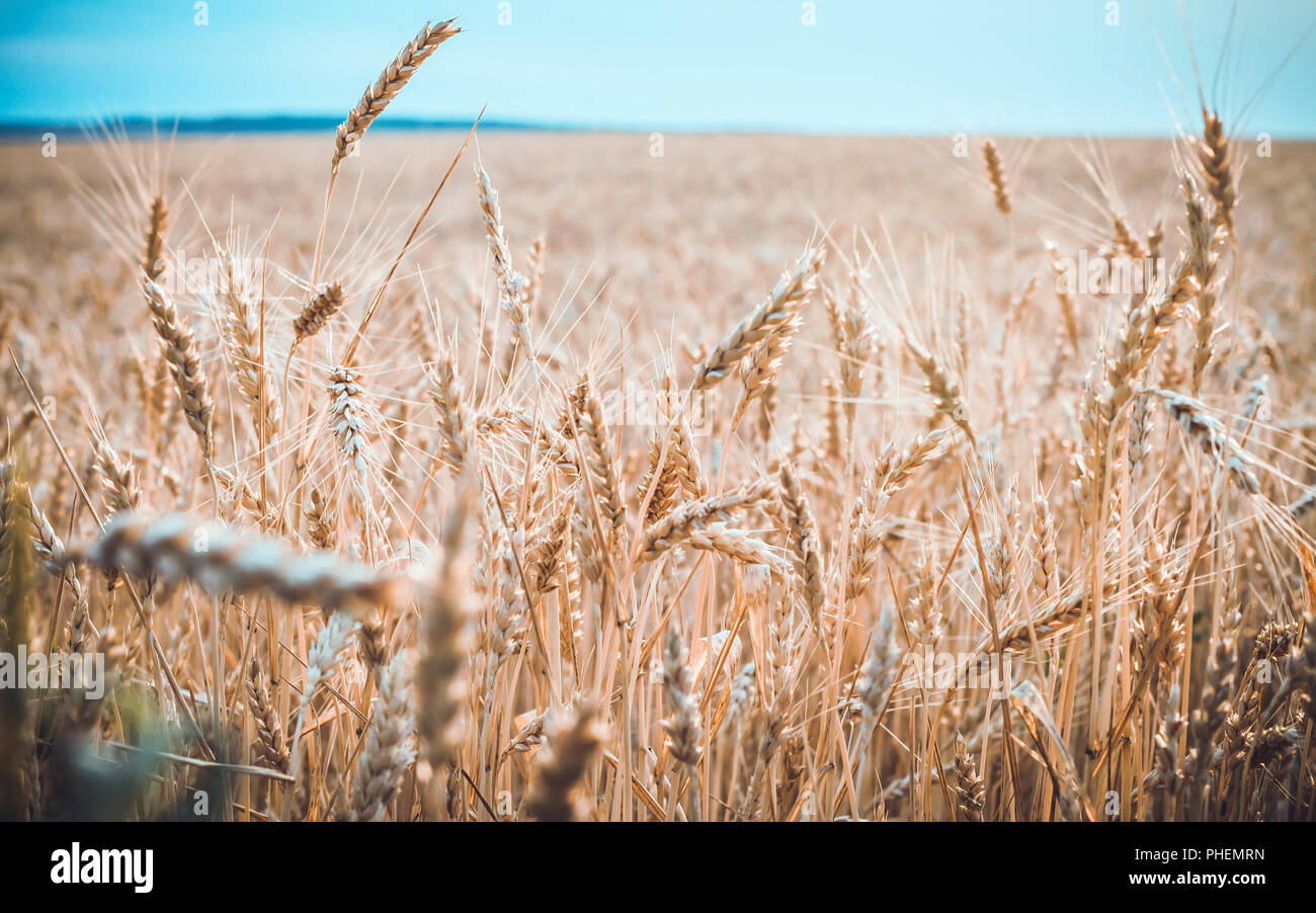 Campo di grano maturo Foto Stock