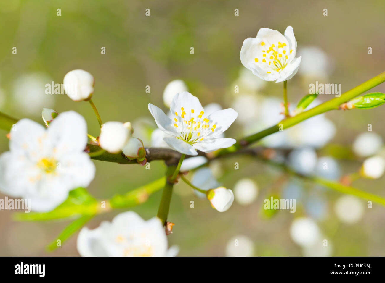 Molla bianca fioritura fiori di primavera Foto Stock