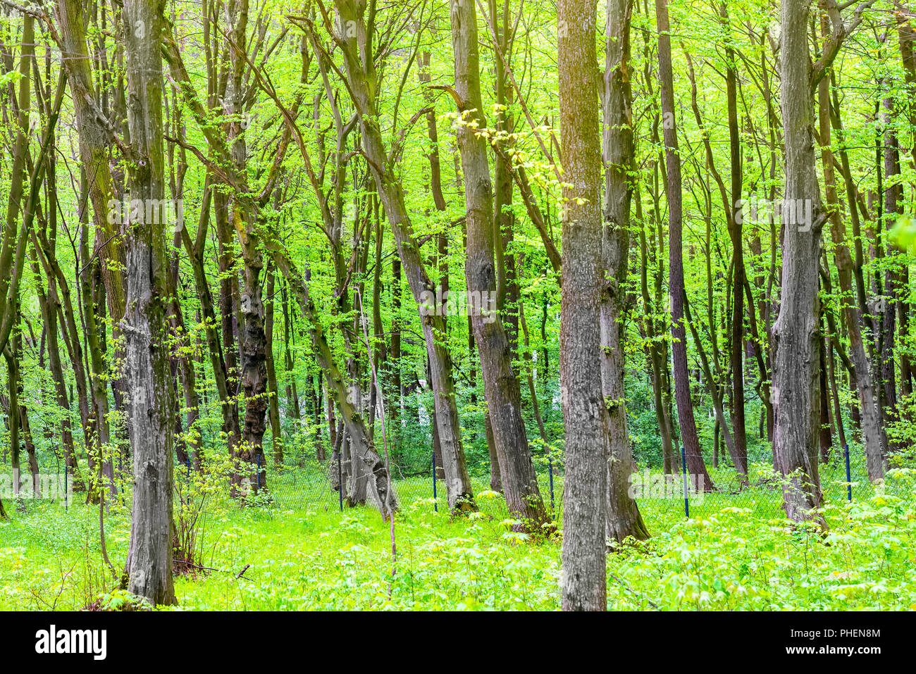 Verde bosco con alberi Foto Stock