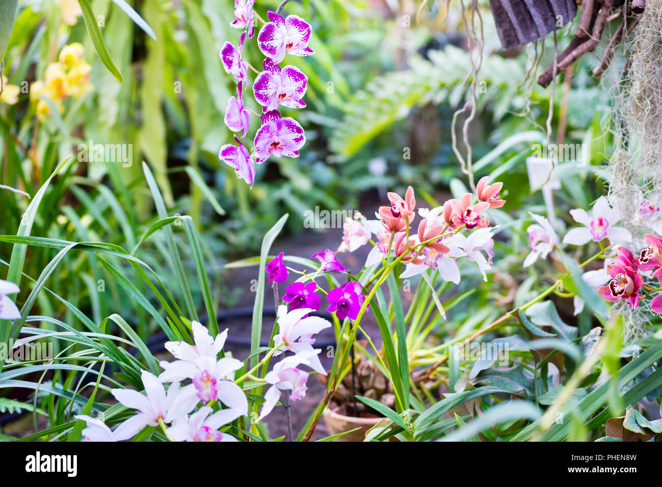 Molte orchidee nel giardino tropicale Foto Stock