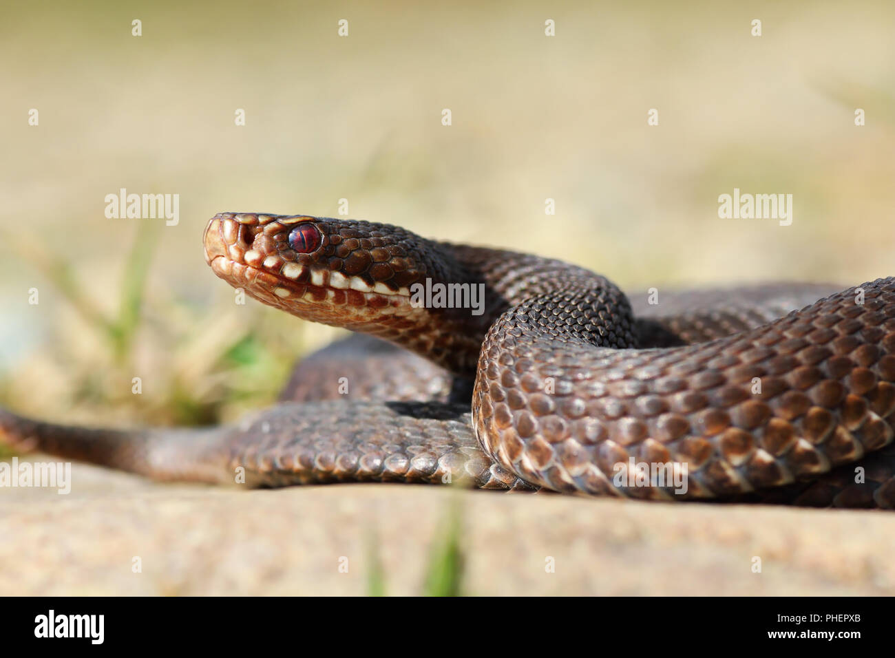 Close-up della politica europea comune in materia di attraversata viper ( Vipera berus ) Foto Stock