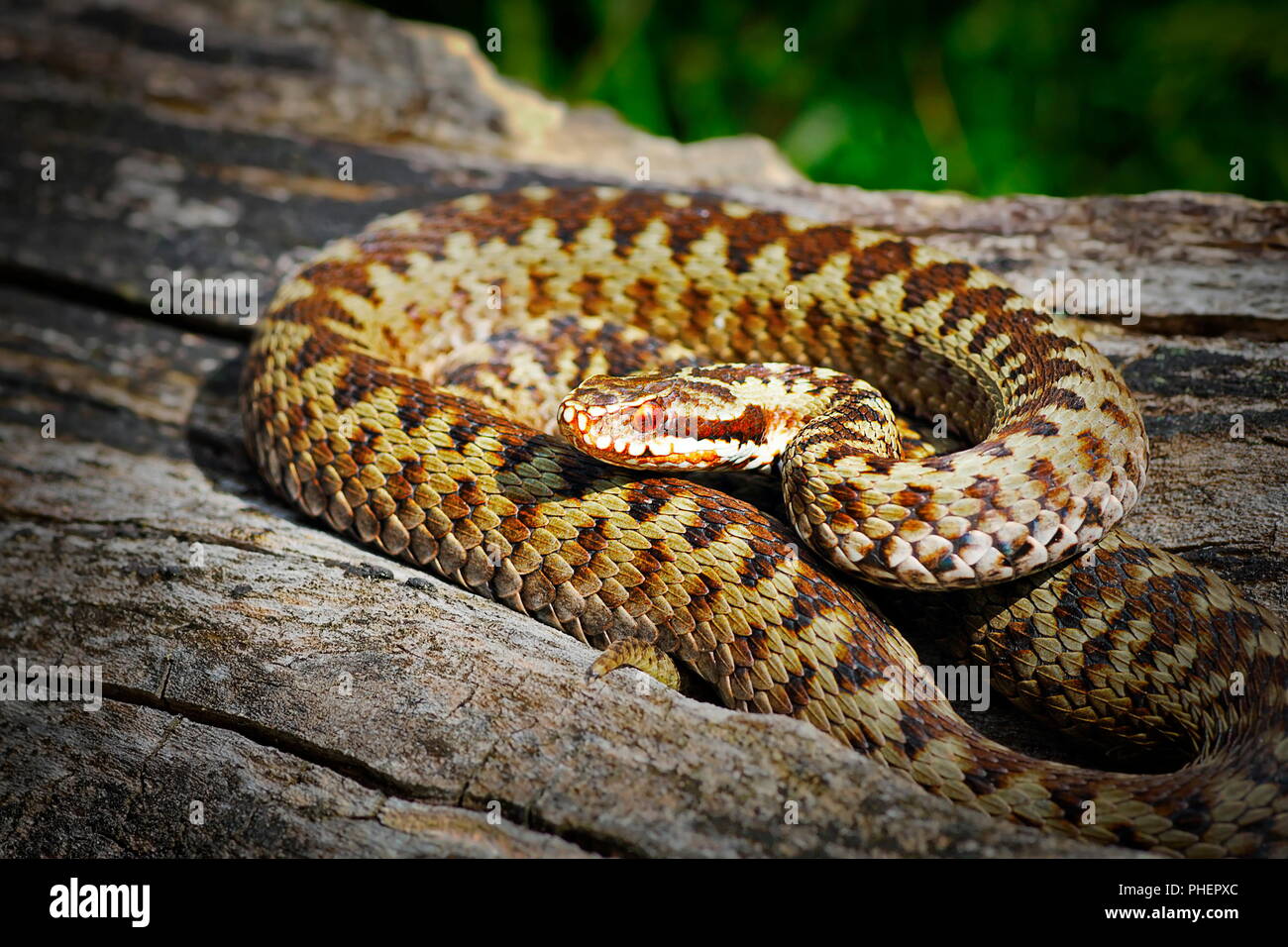 Comuni attraversati viper crogiolarsi in habitat naturale ( Vipera berus ); questa è la più diffusa velenoso serpente europeo Foto Stock