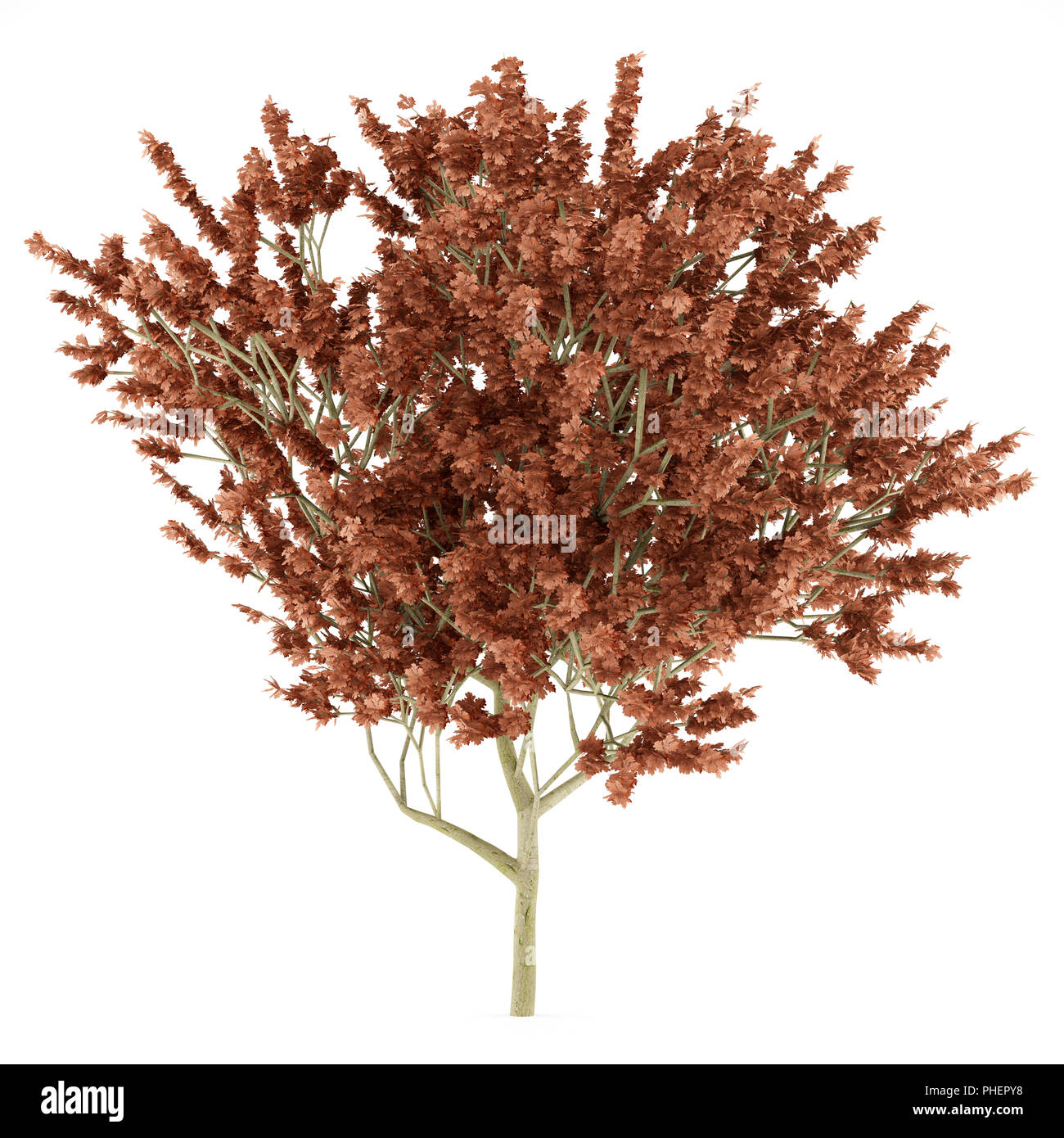 Red Oak tree isolati su sfondo bianco Foto Stock