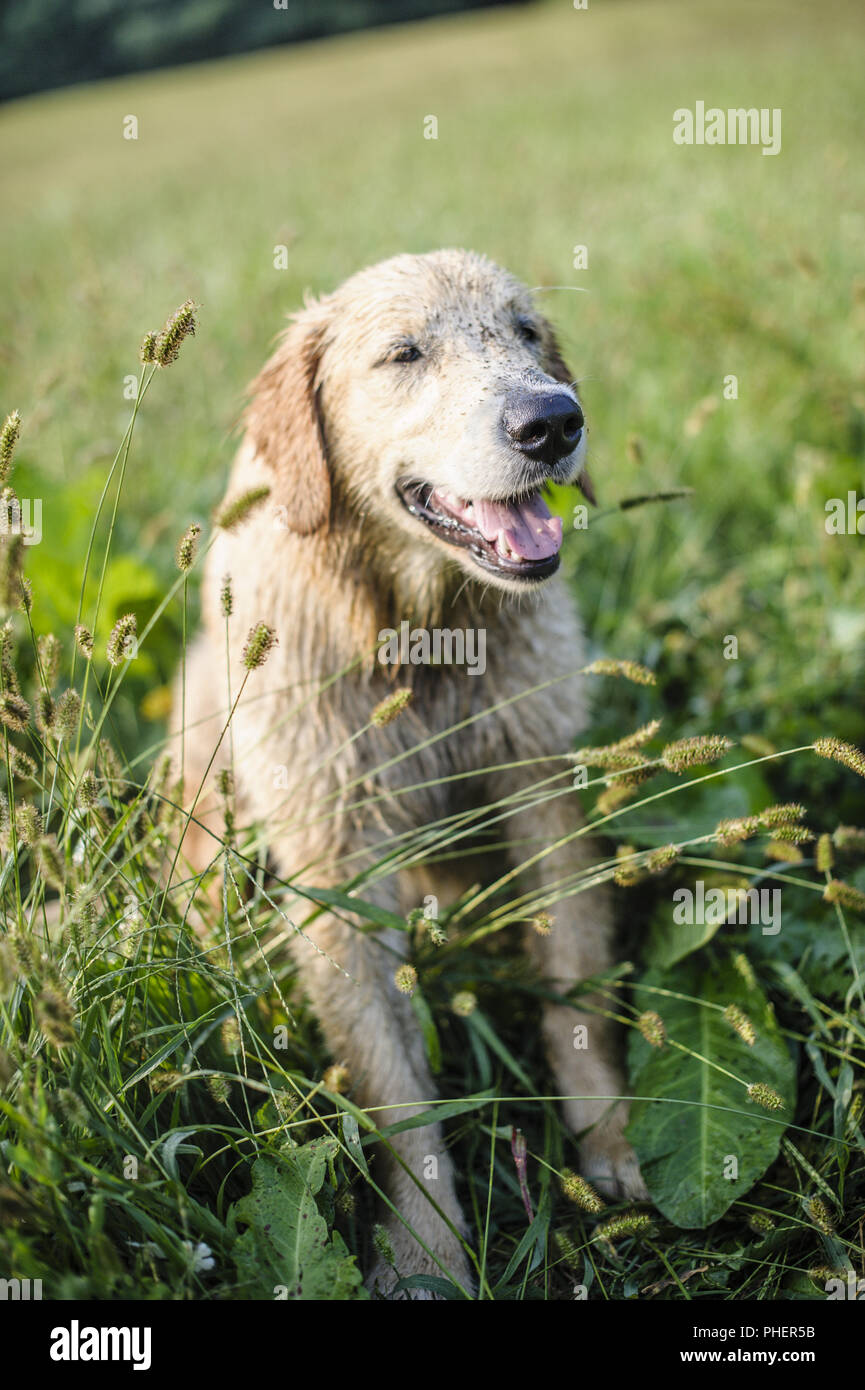 Ritratto di golden retriever nell'erba alta Foto Stock