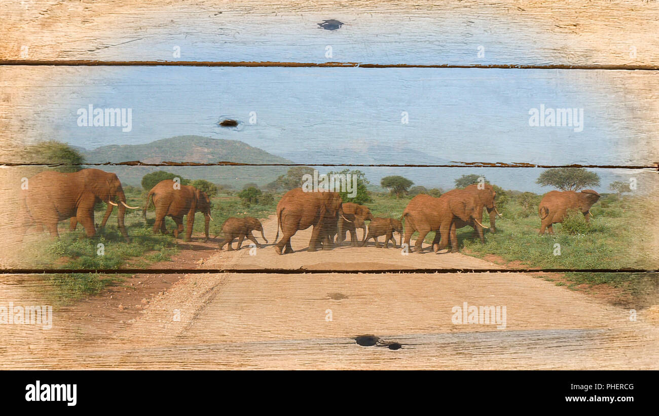 Foto di elefante su legno Foto Stock