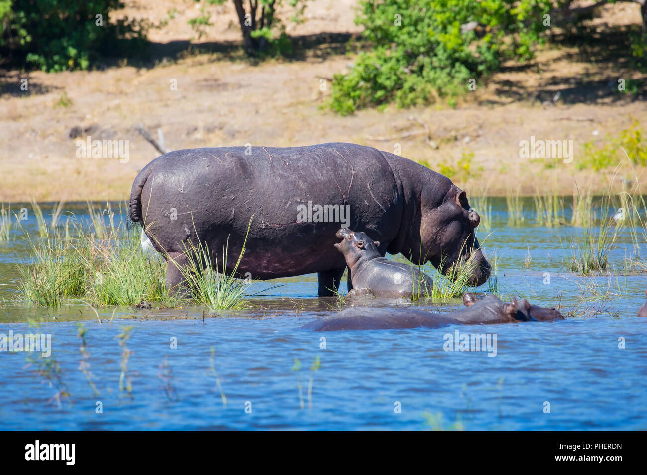 Famiglia di ippopotami in fiume Foto Stock