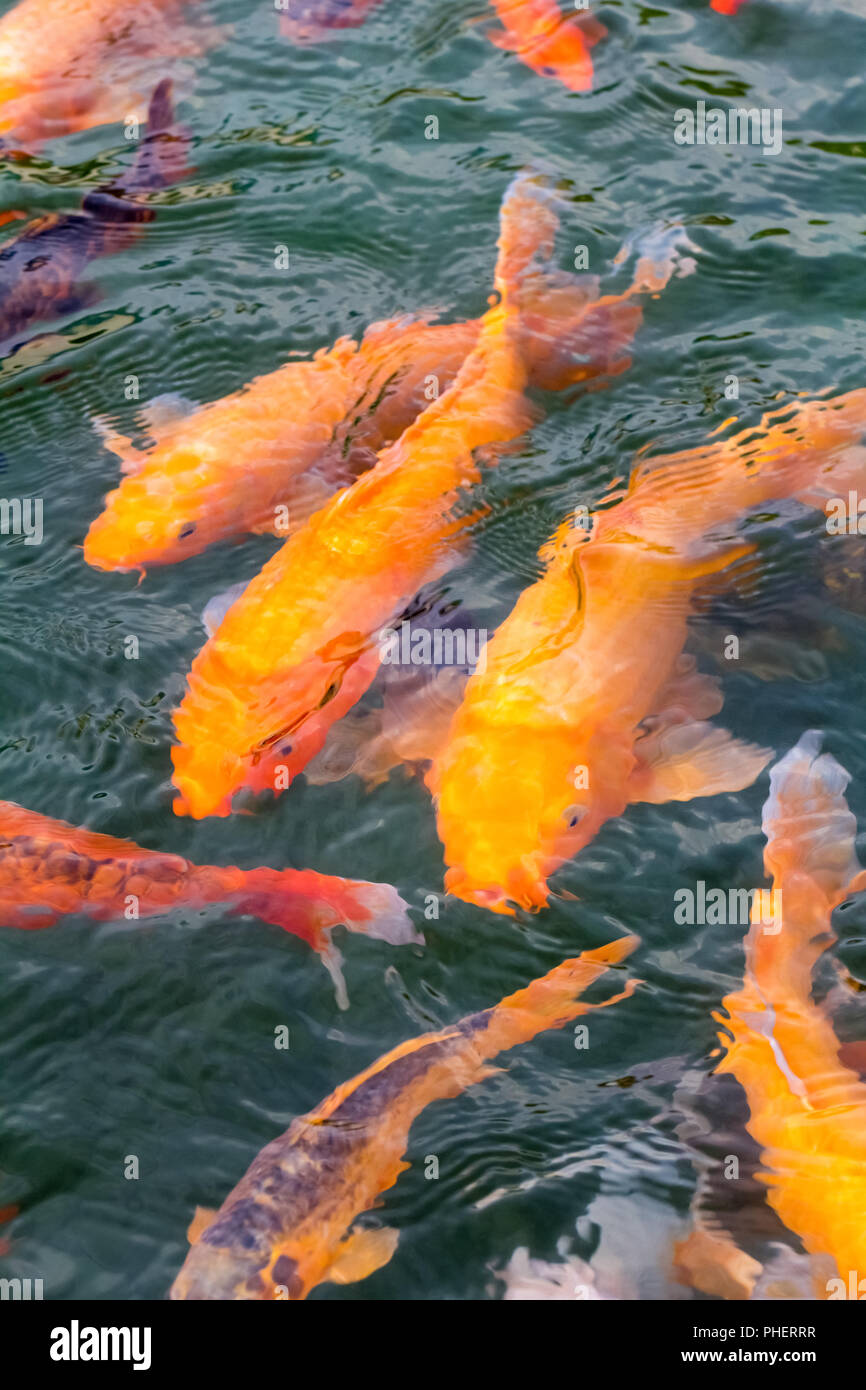 Golden pesci koi in stagno Foto Stock
