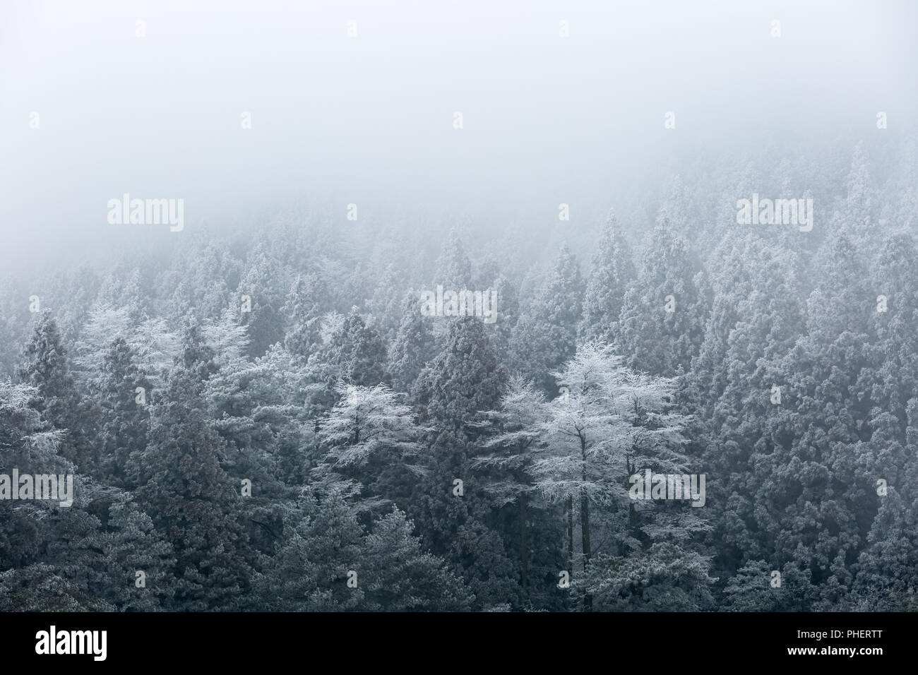 Foresta di inverno nella nebbia Foto Stock