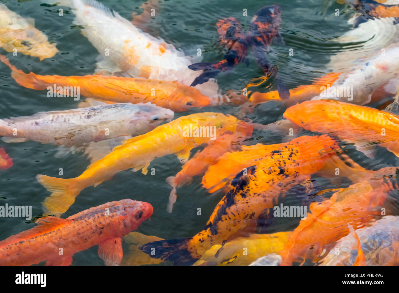 Colorati pesci koi Foto Stock