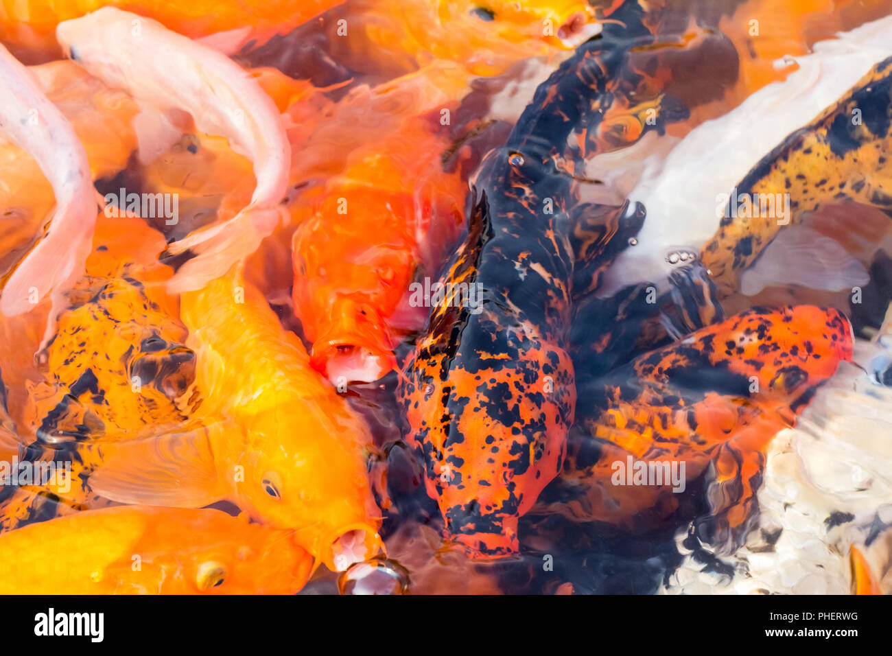 Colorati pesci koi closeup Foto Stock