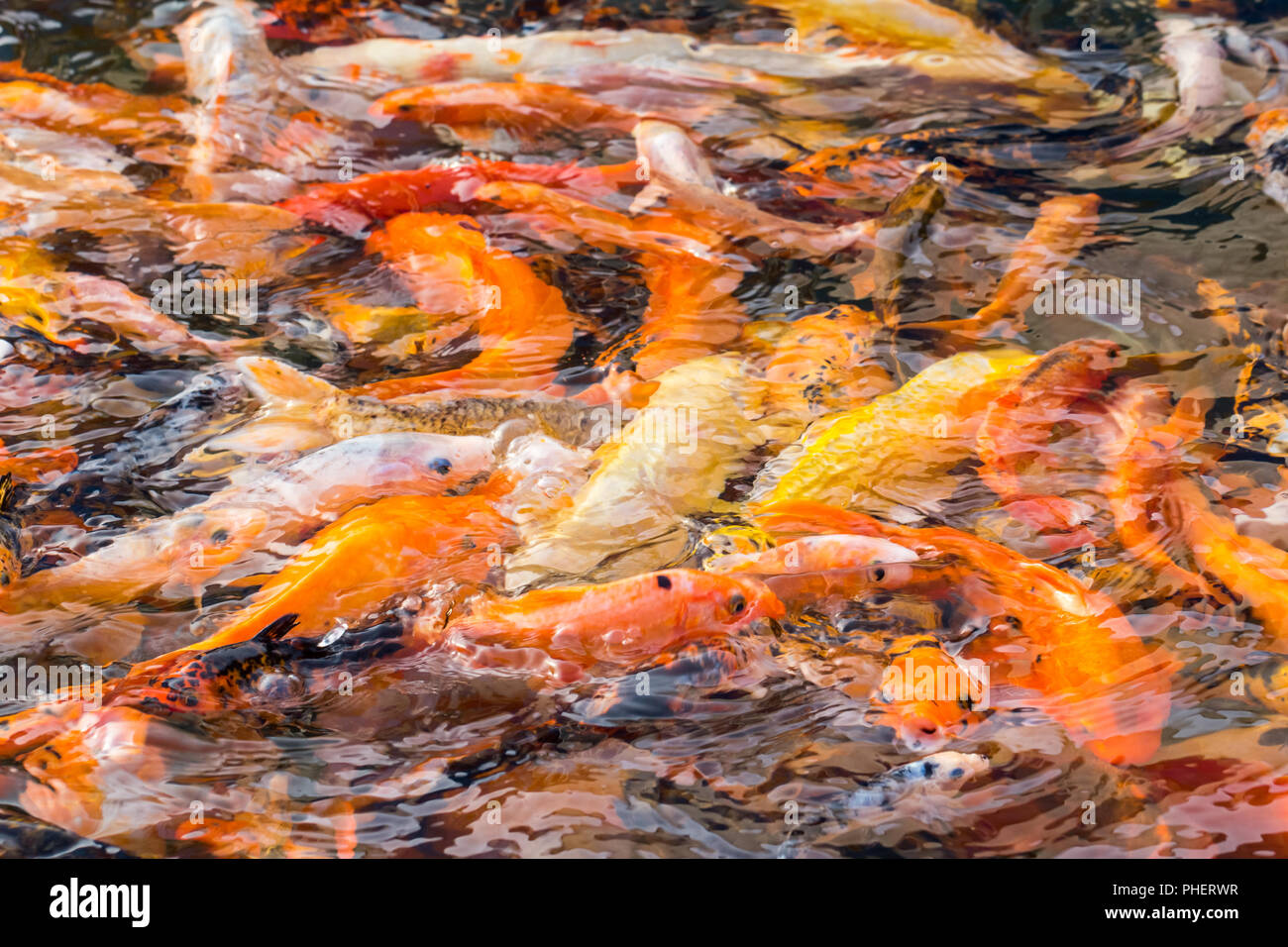 Colorati pesci koi Foto Stock