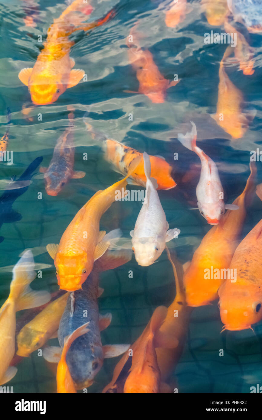 Uno spettacolare pesce Koi nuoto Foto Stock