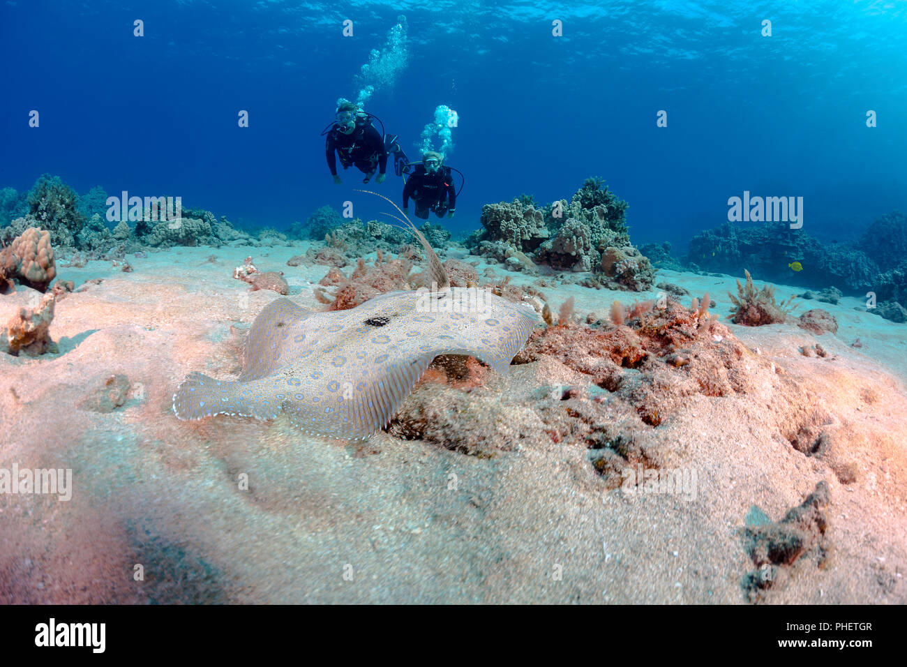 Divers (MR) e un pavone passera pianuzza, Bothus mancus, fuori dell'isola di Lanai, Hawaii. Foto Stock