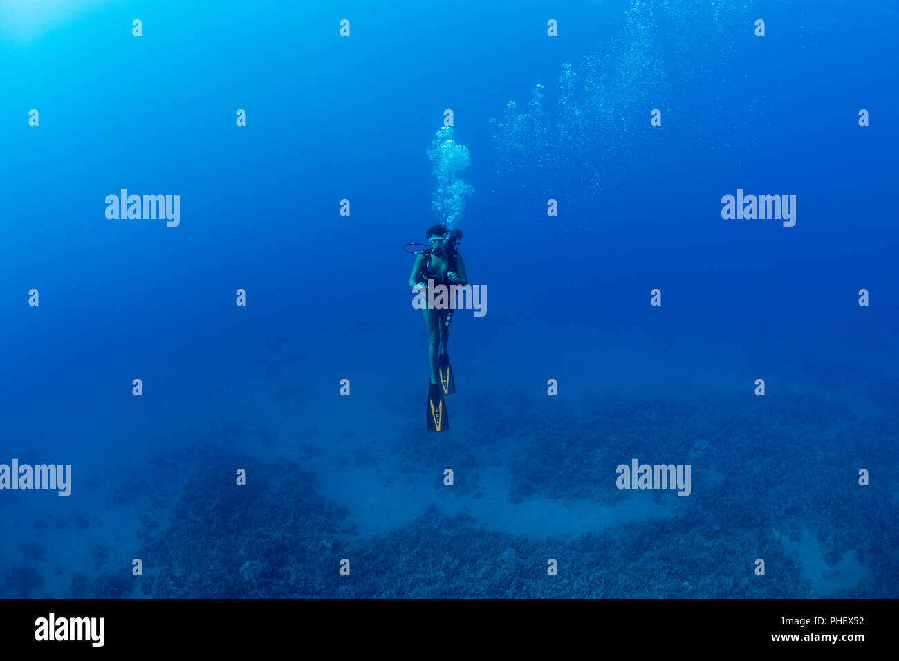 Un singolo subacqueo (MR) in pelagica su una profonda reef fuori dell'isola di Maui, Hawaii. Foto Stock