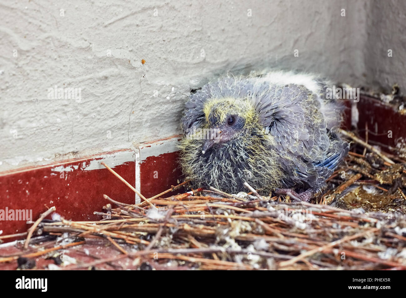 Piccione Sul Nido Immagini e Fotos Stock - Alamy