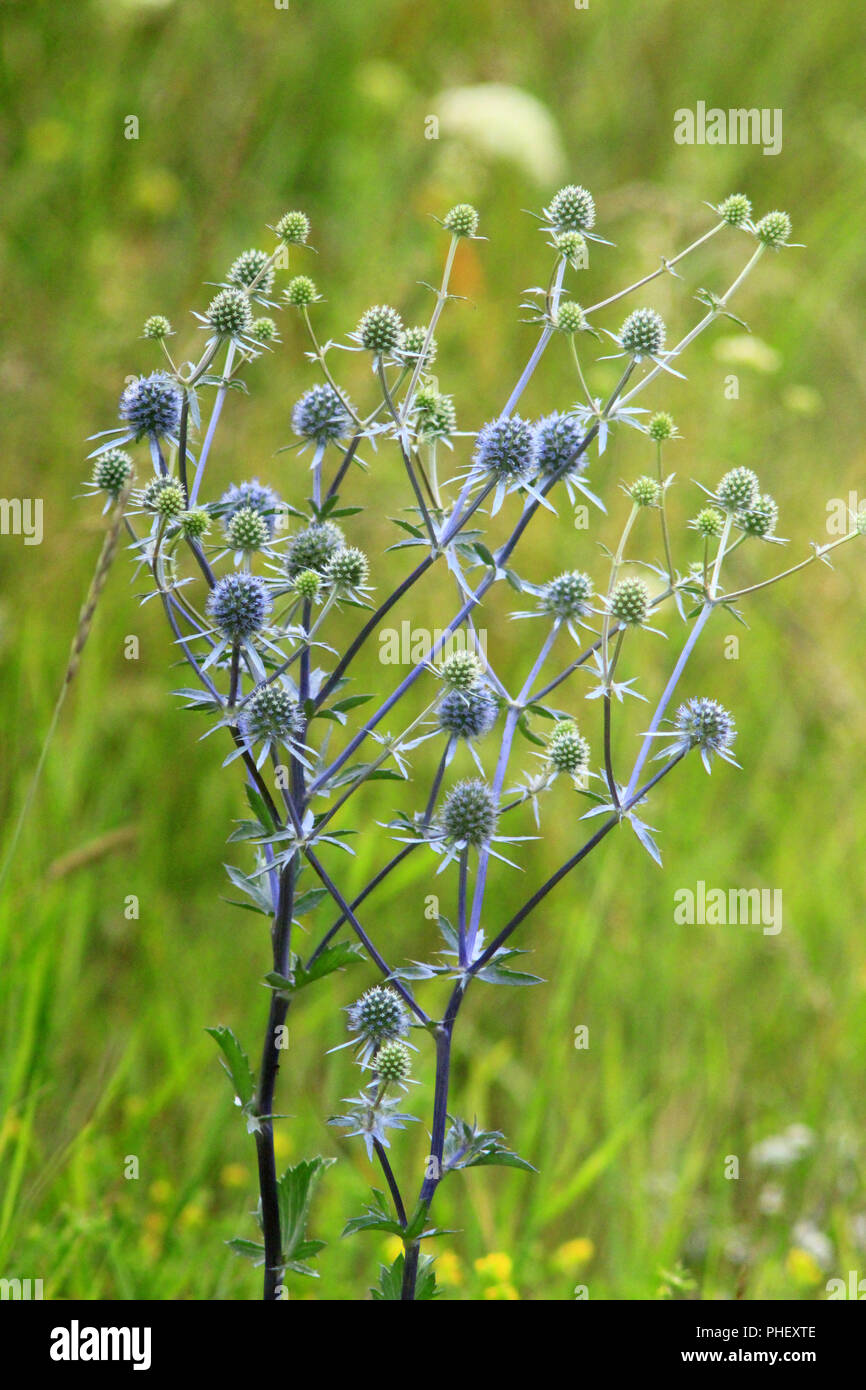 Blu fiori di fico d'india di eryngium nel campo Foto Stock