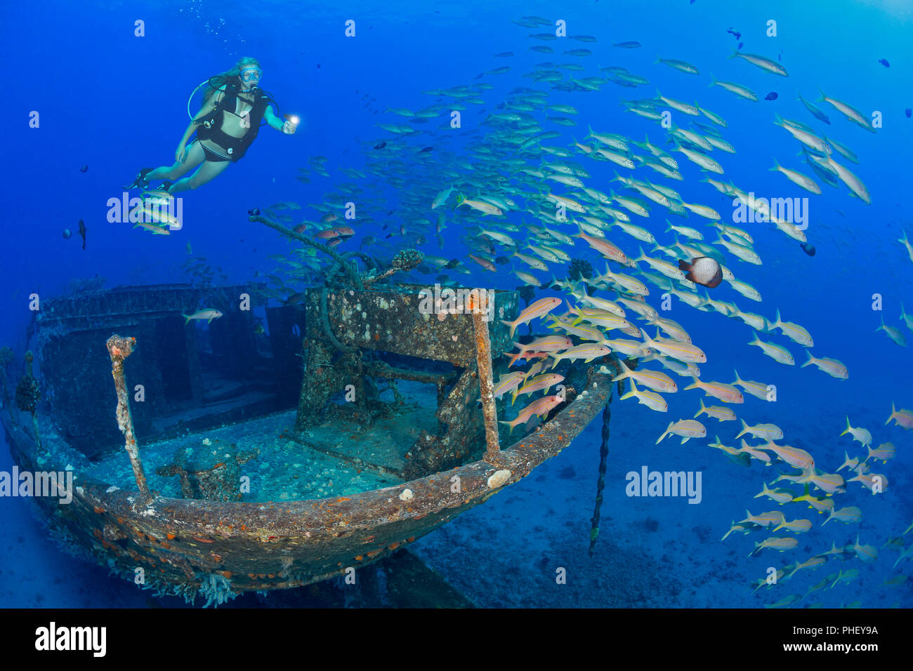 Un subacqueo (MR) e la scolarizzazione goatfish albacora sui cartaginesi, un punto di riferimento di Lahaina, affondato come una barriera corallina artificiale off Lahaina, Maui, Hawaii nel mese di dicembre Foto Stock