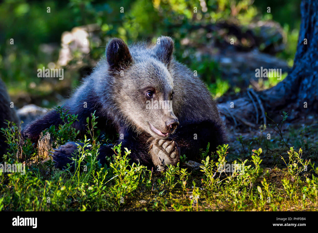 "Bearefoot' Brown Bear Cub sta cercando felice nella foresta. Foto Stock