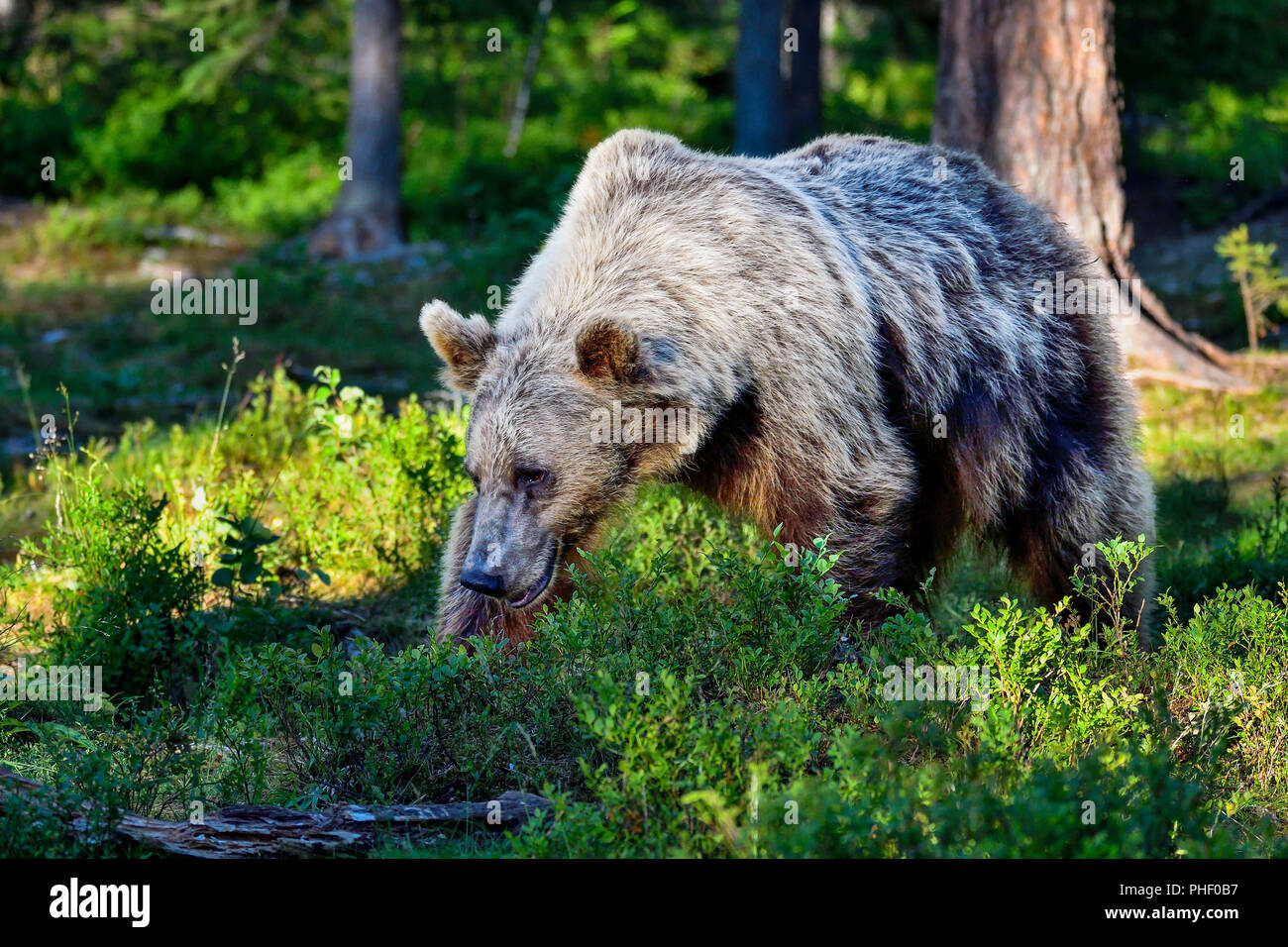 'Silver-back' orso bruno è e passeggiate nella foresta. Foto Stock