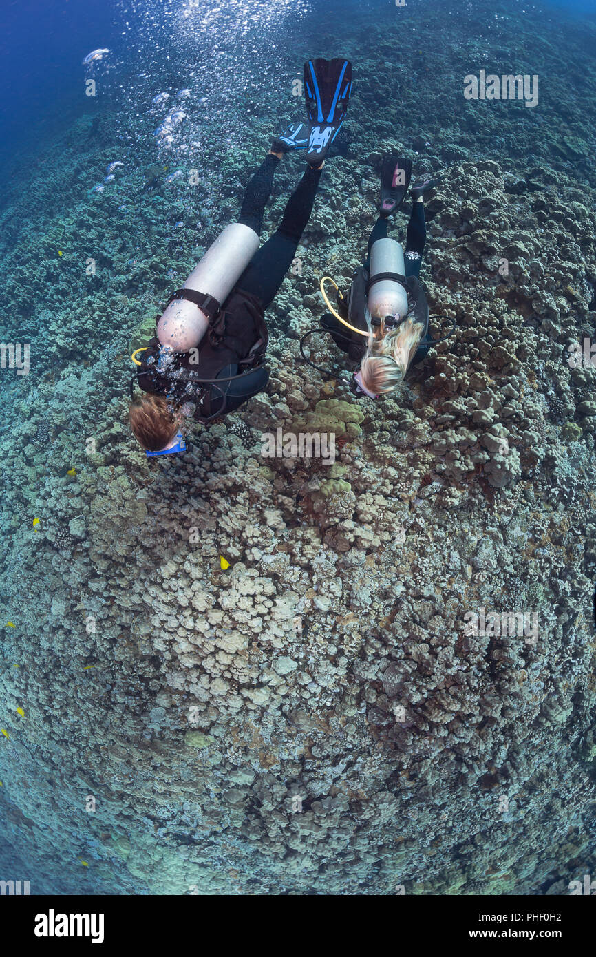 Divers (MR) crociera raffigurato su un giardino di corallo duro fuori dell'isola di Lanai, Hawaii. Foto Stock
