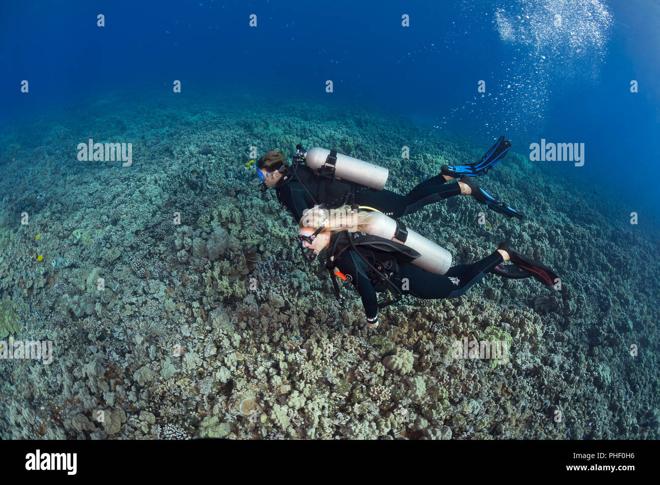Divers (MR) crociera raffigurato su un giardino di corallo duro fuori dell'isola di Lanai, Hawaii. Foto Stock