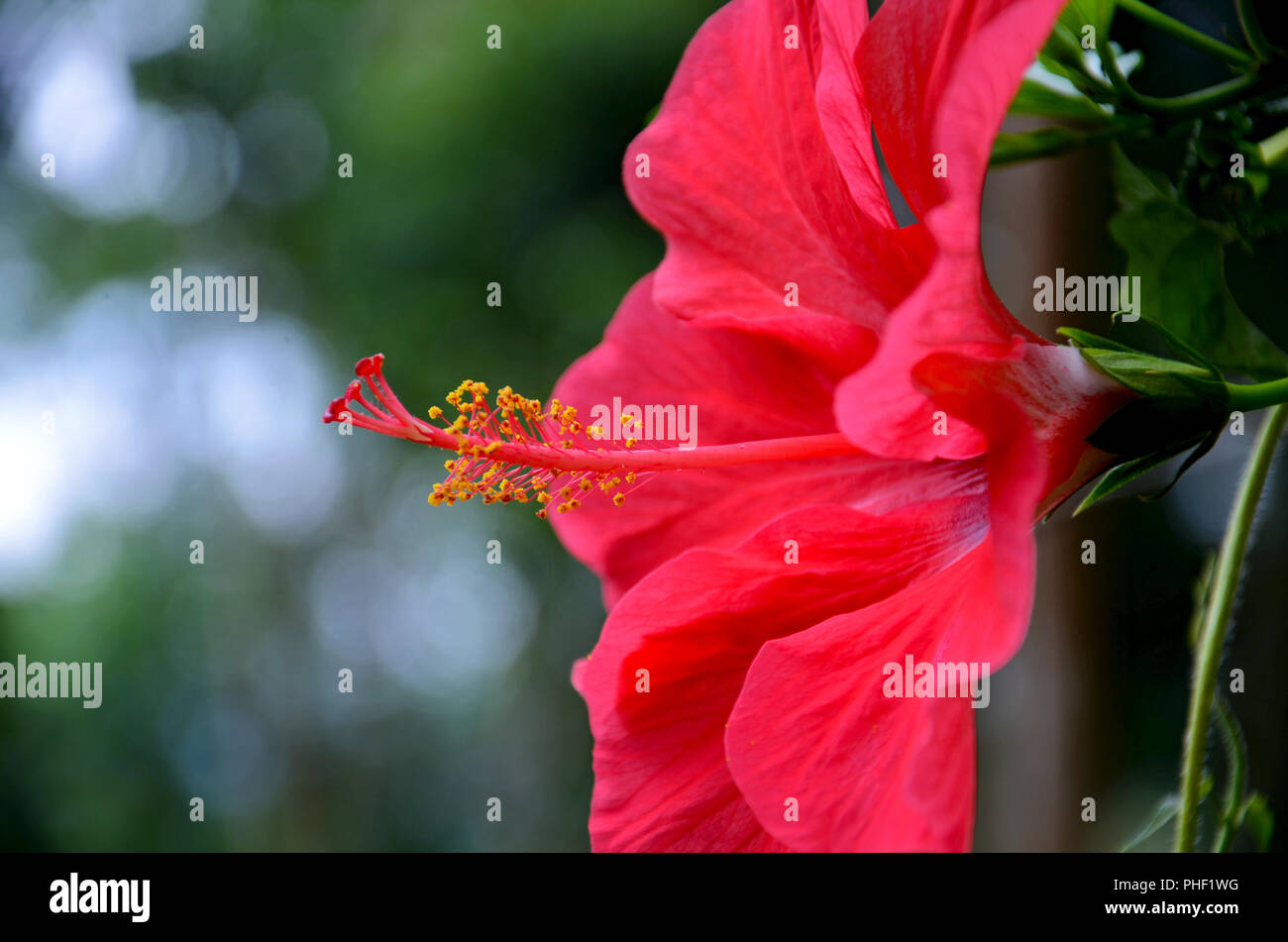 In prossimità dei bellissimi fiori di ibisco Foto Stock