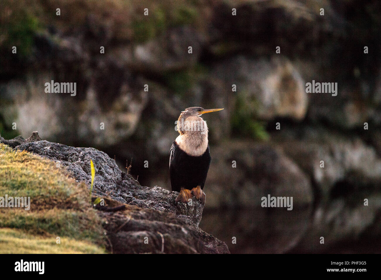 Anhinga maschio uccello chiamato Anhinga anhinga Foto Stock