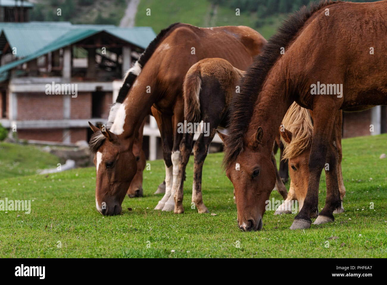 Gruppo di cavalli di erba di pascolo su terreni adibiti a pascolo campo Foto Stock