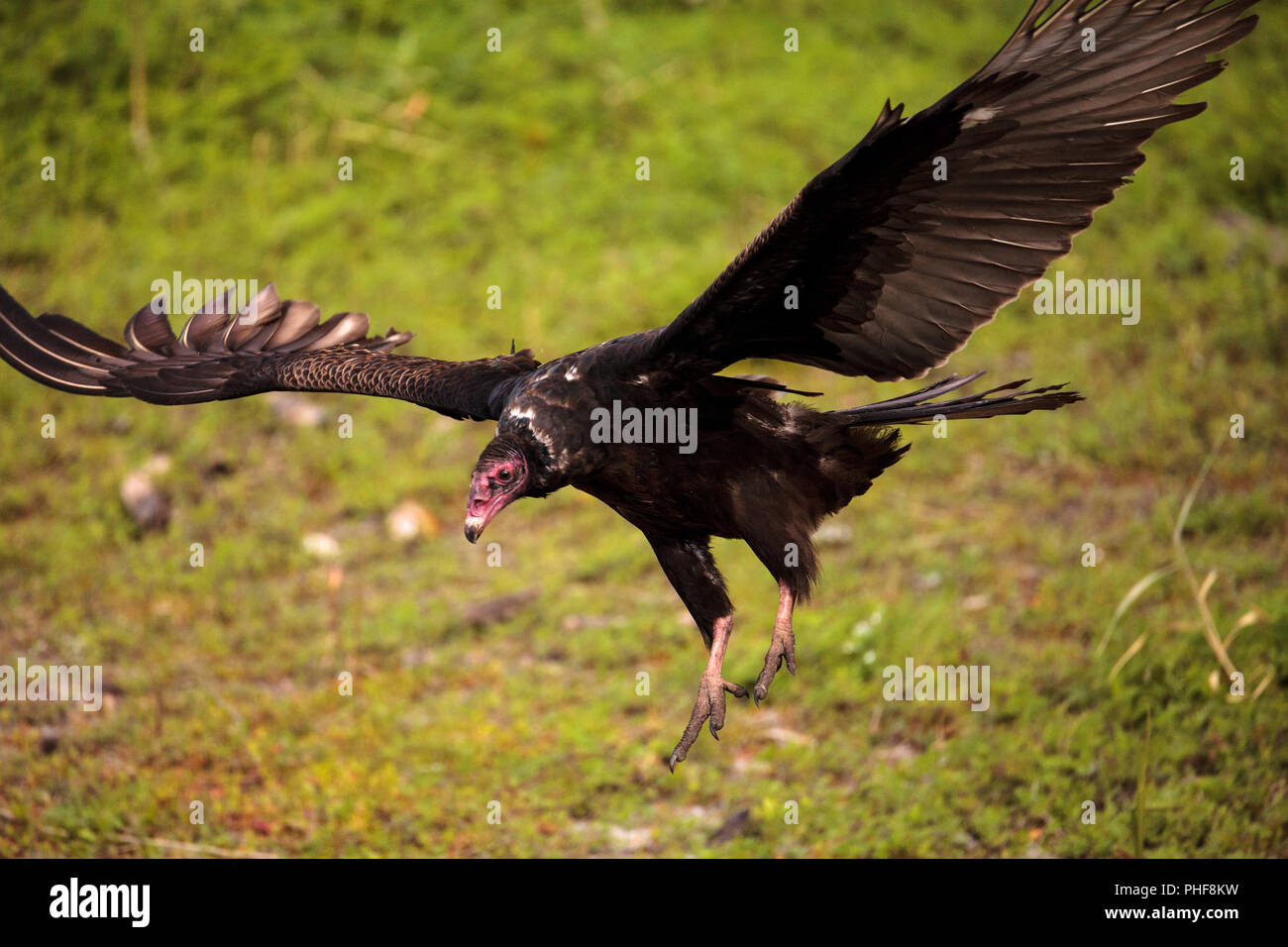 La Turchia Vulture Cathartes aura presso il Myakka River State Park Foto Stock