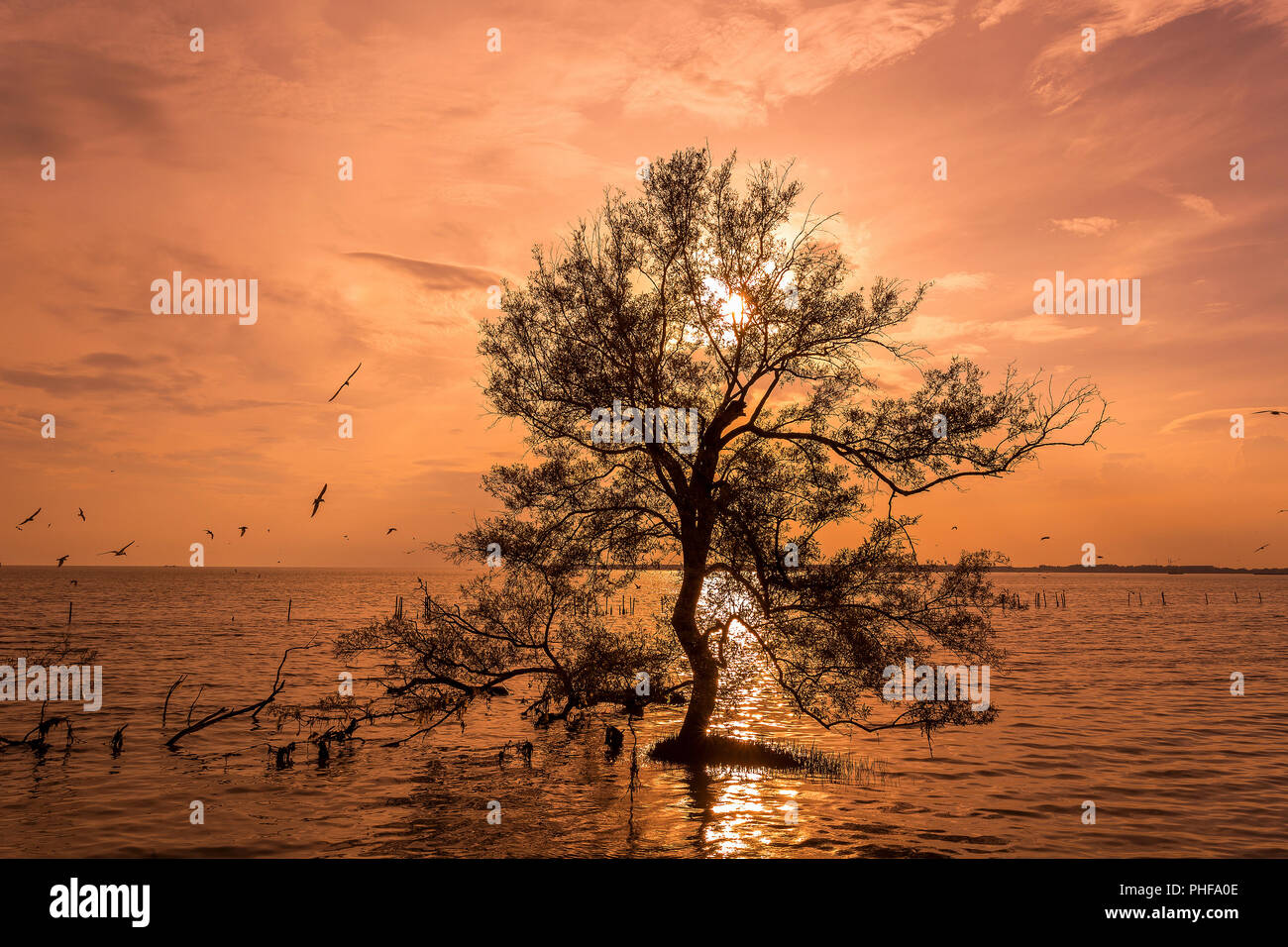 Grandi alberi sull'acqua quando sunrise / sun insieme alla foresta di mangrovie su Thai baia mare tropicale bello sfondo natura Foto Stock