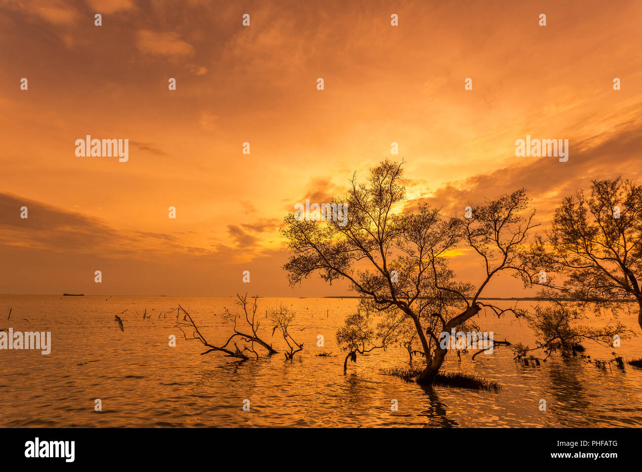 Grandi alberi sull'acqua quando sunrise / sun insieme alla foresta di mangrovie su Thai baia mare tropicale bello sfondo natura Foto Stock