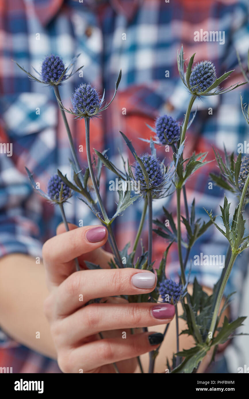 Donna che mantiene i fiori blu eryngium Foto Stock