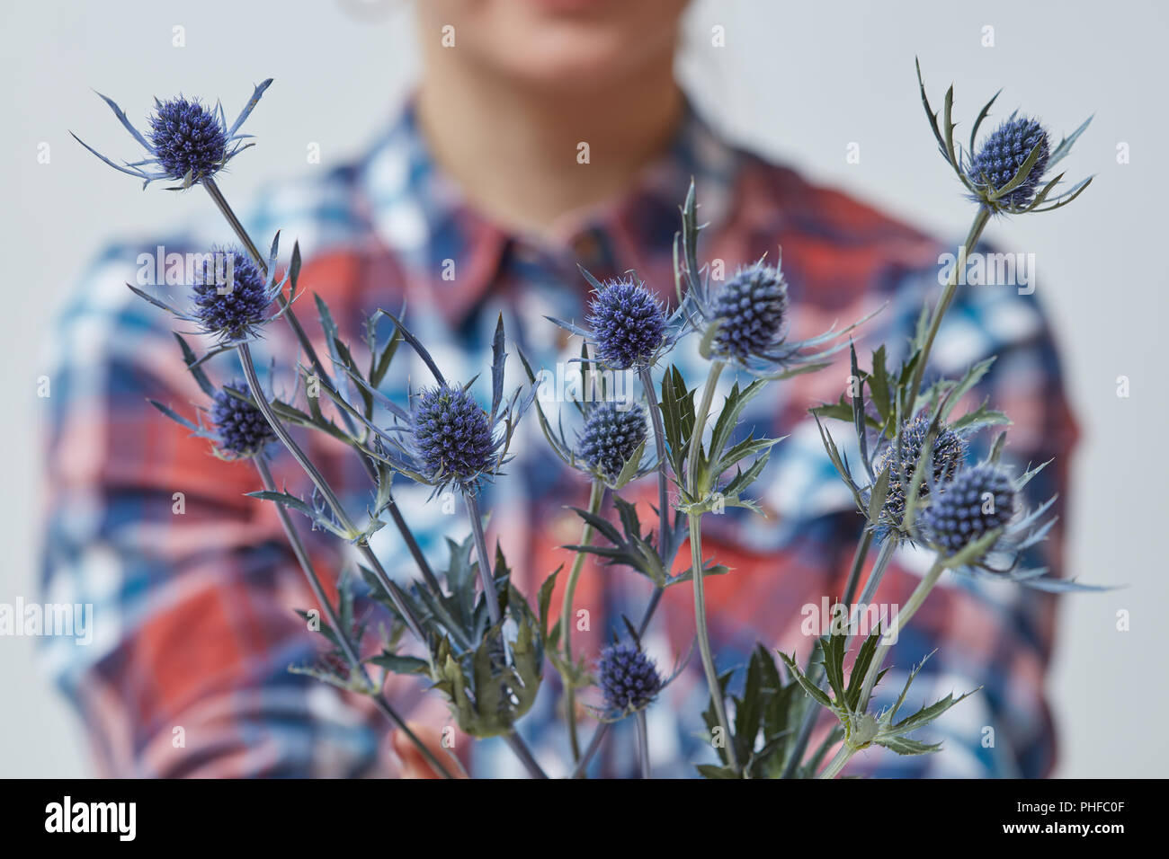 Donna che mantiene i fiori blu eryngium Foto Stock