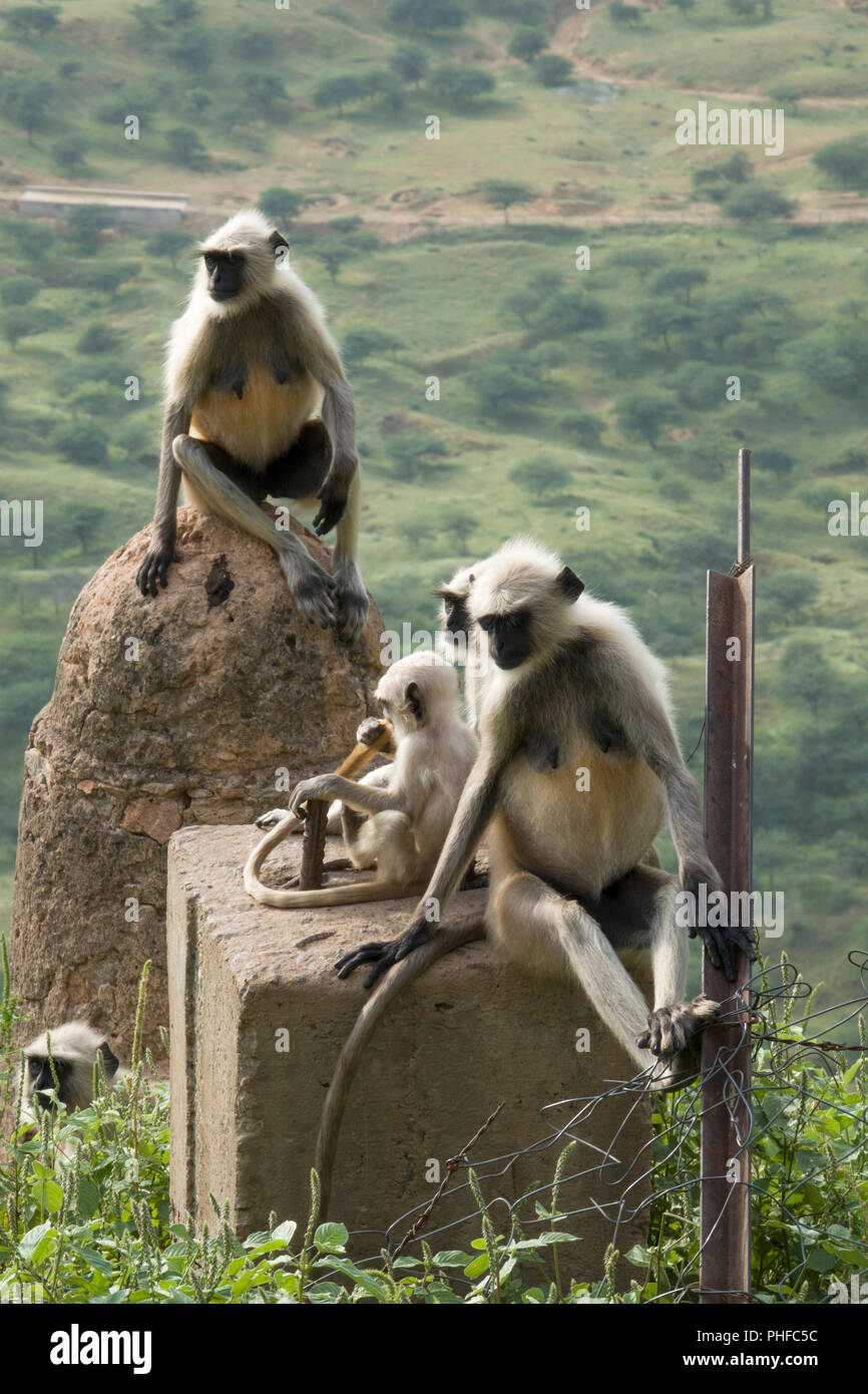 Pianure Settentrionali langur grigio scimmie (Semnopithecus entellus) con neonati in Pushkar, India Foto Stock