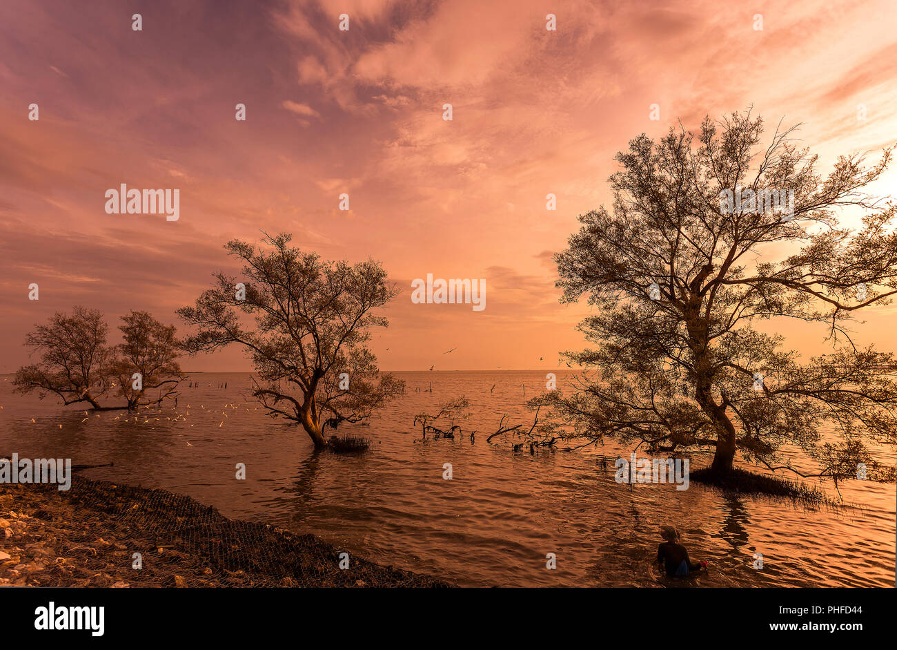 Grandi alberi sull'acqua quando alba / tramonto con pescatore presso la foresta di mangrovie su Thai baia mare tropicale bello sfondo natura Foto Stock