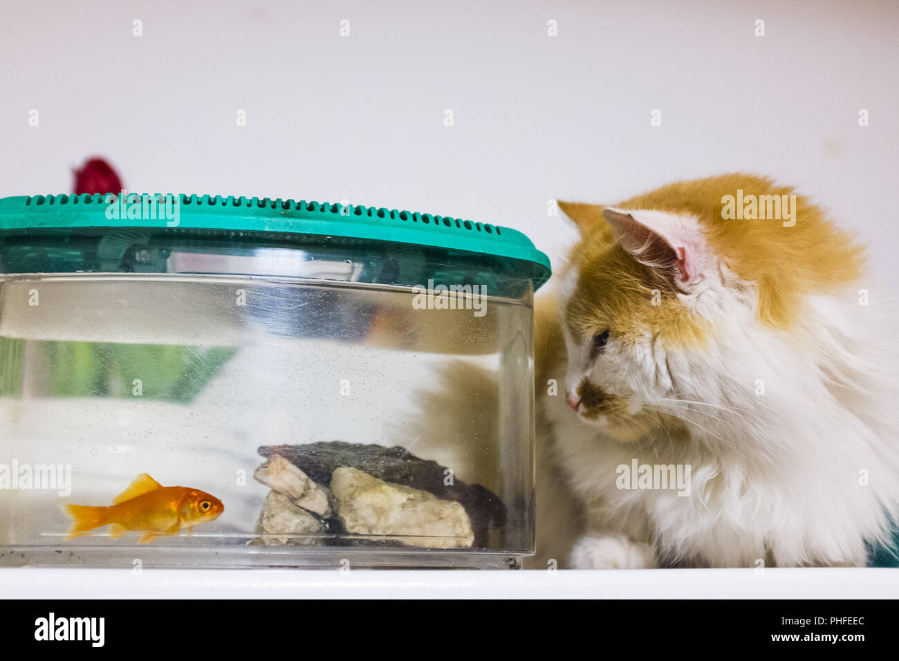 Cat guarda con grande curiosità goldfish in acquario Foto Stock