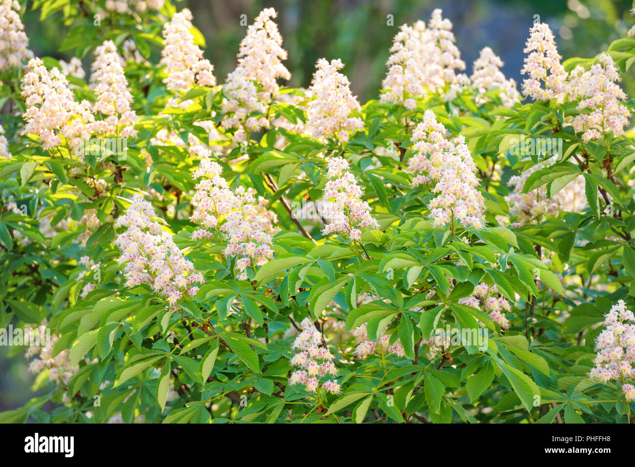Blossom castagno in fiori Foto Stock