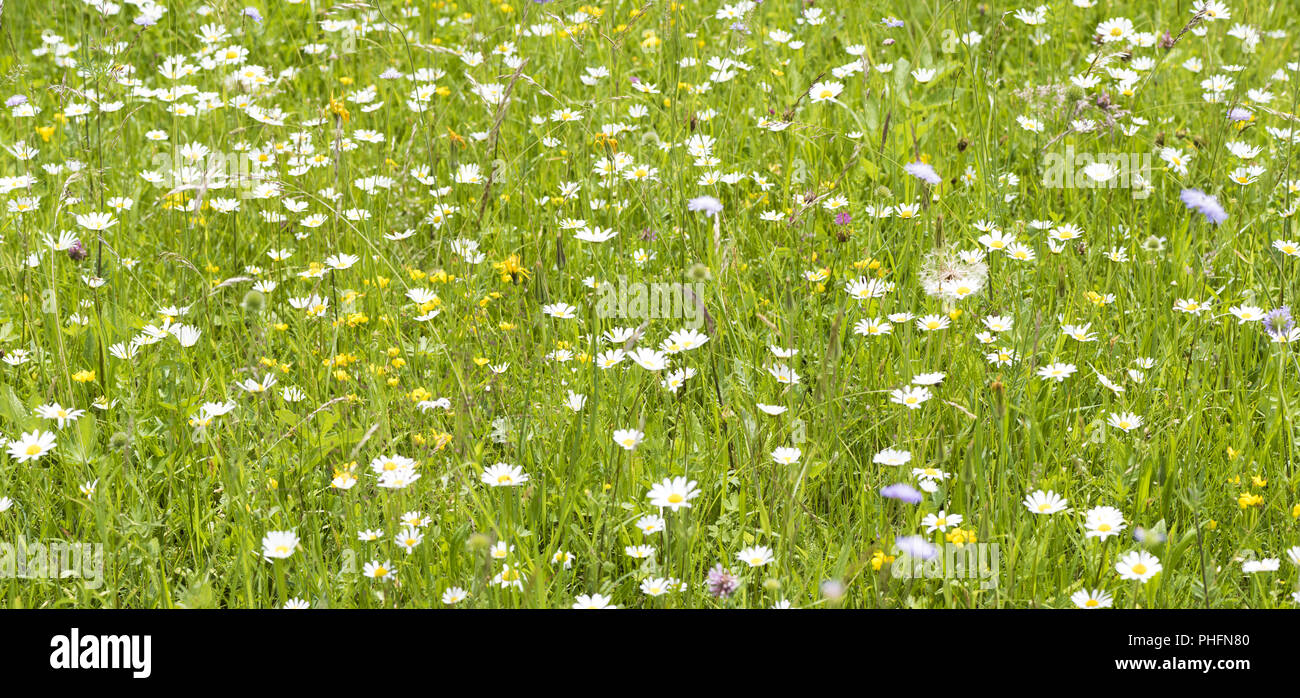 Panorama scena di prato con tanti fiori a molla Foto Stock