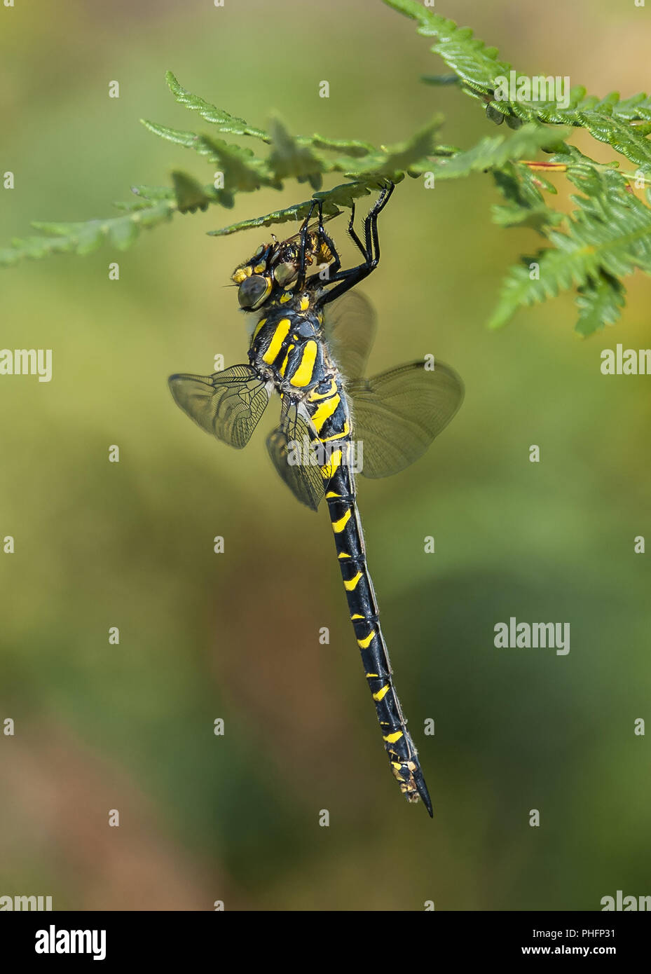 Golden-inanellati Libellula Foto Stock