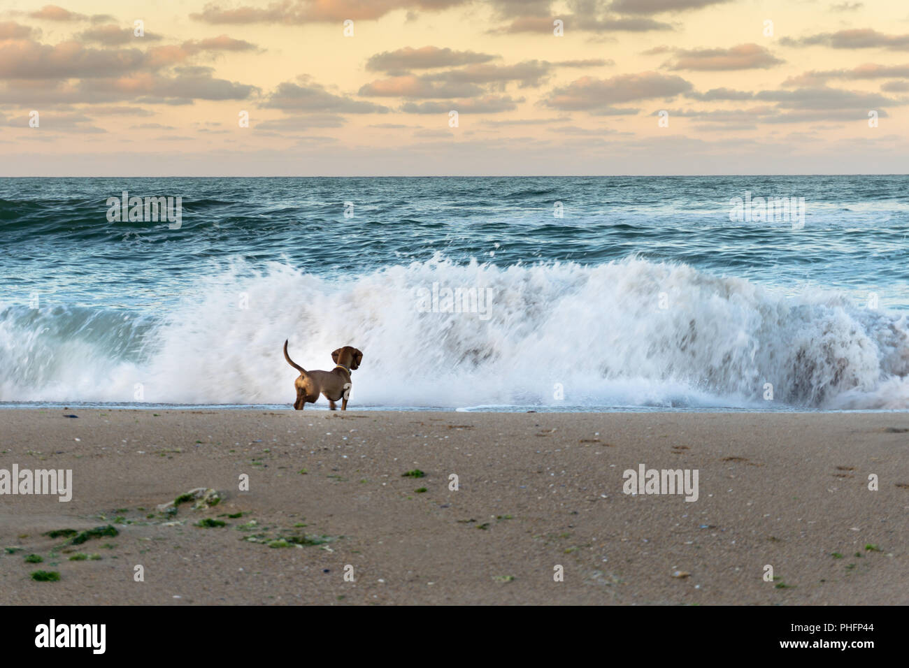 Il cane e il mare Foto Stock