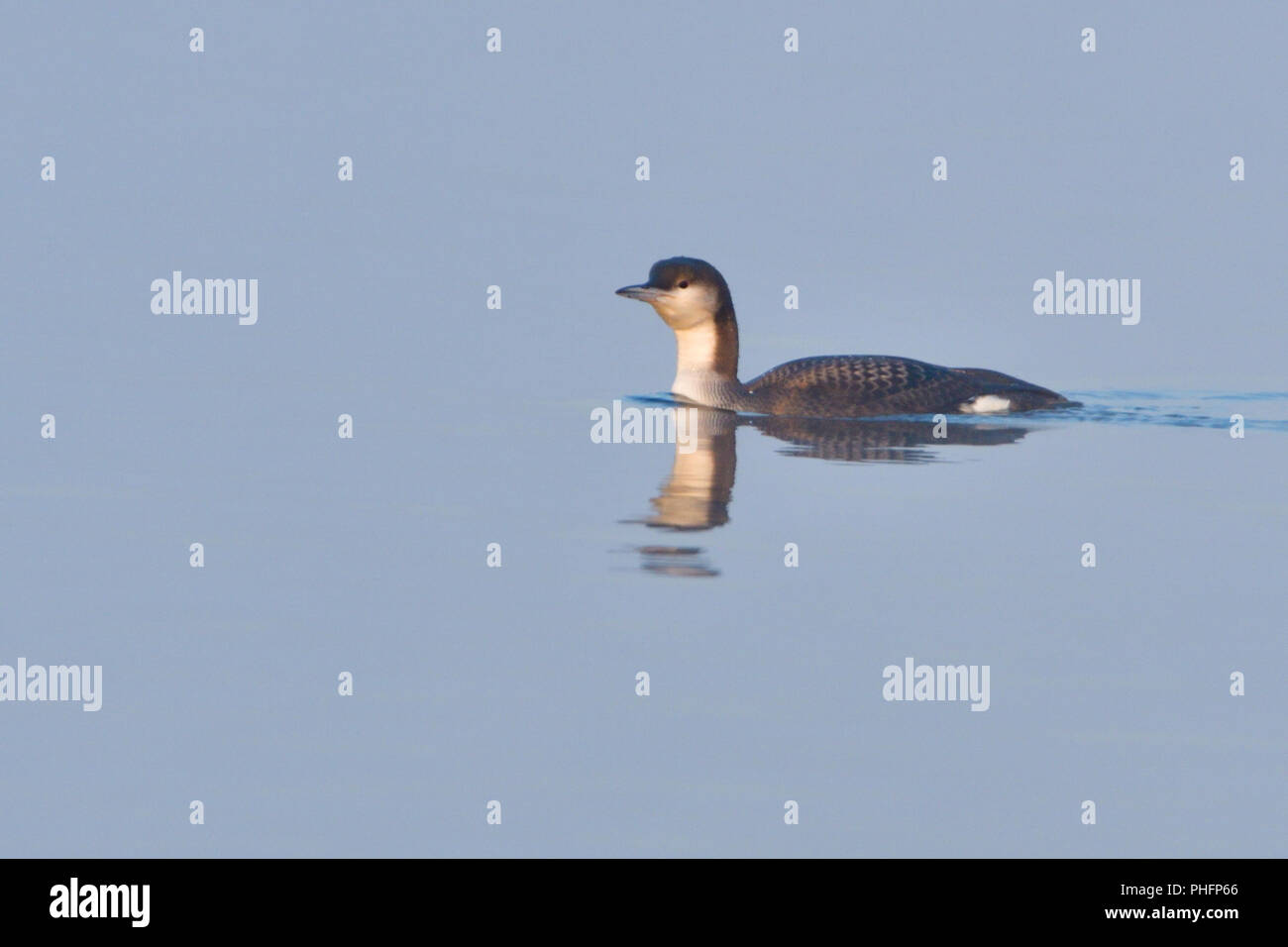 Nero-throated loon in inverno Foto Stock