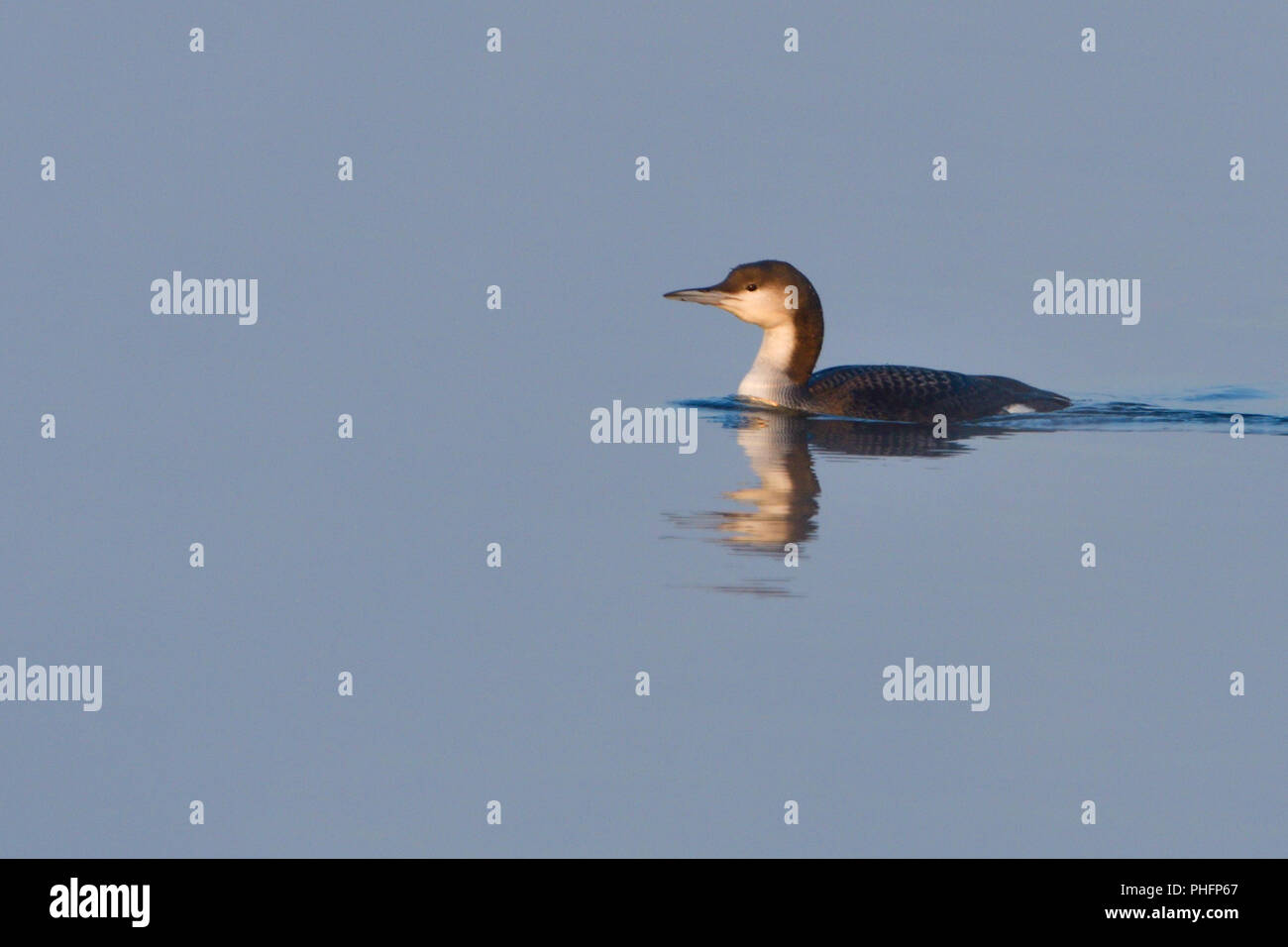 Nero-throated loon in inverno Foto Stock