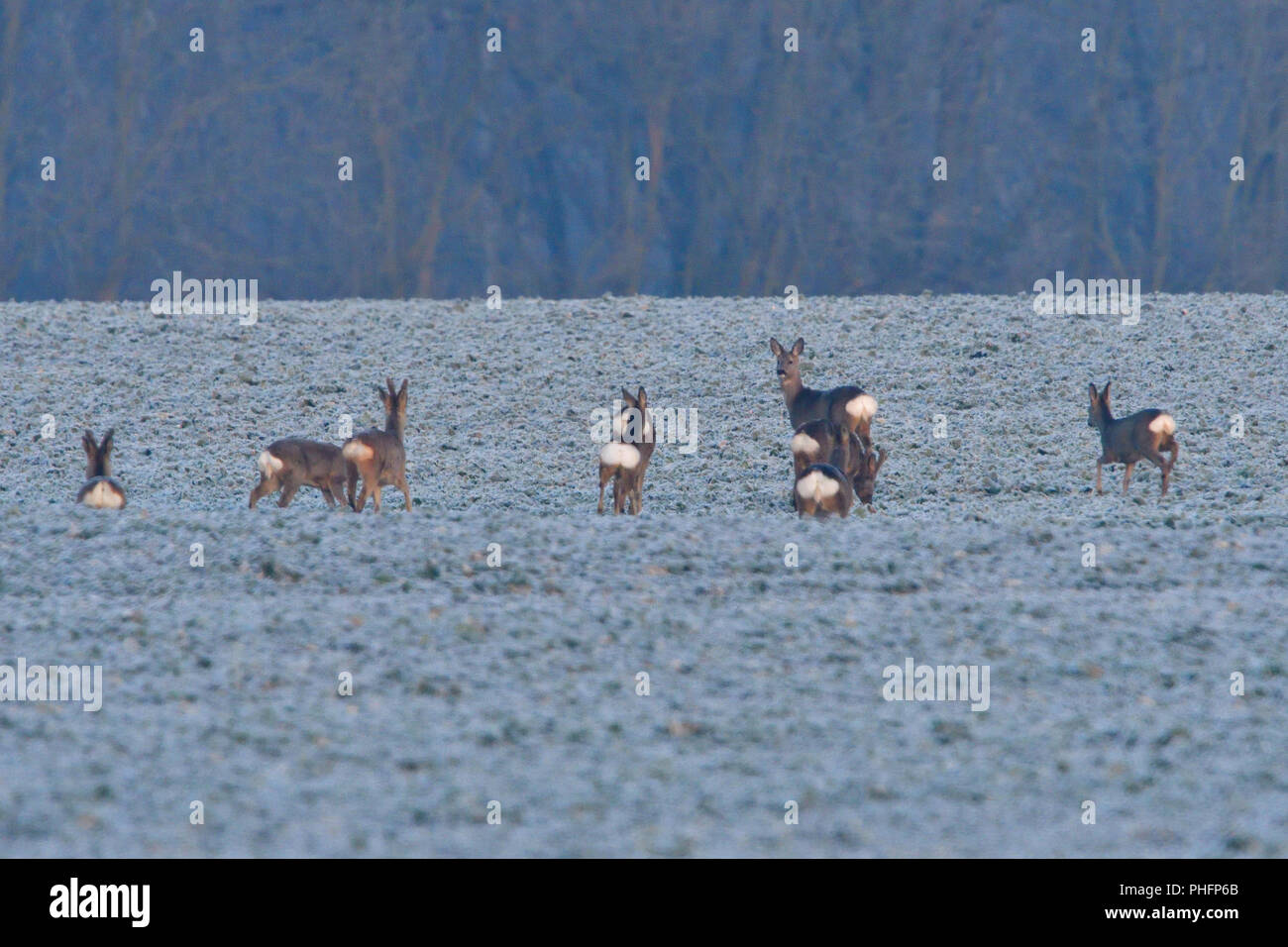 Allevamento di cervi rossi Foto Stock