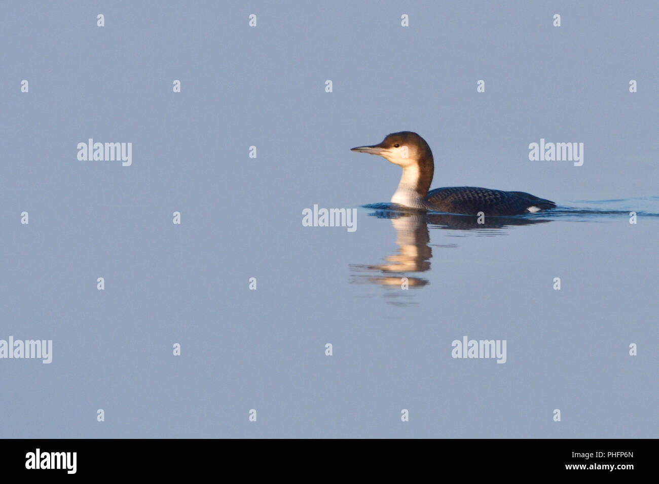 Nero-throated loon in inverno Foto Stock