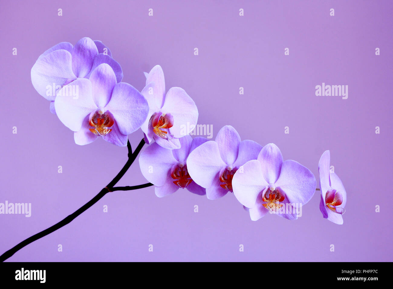 Fioritura orchid sullo sfondo lilla Foto Stock
