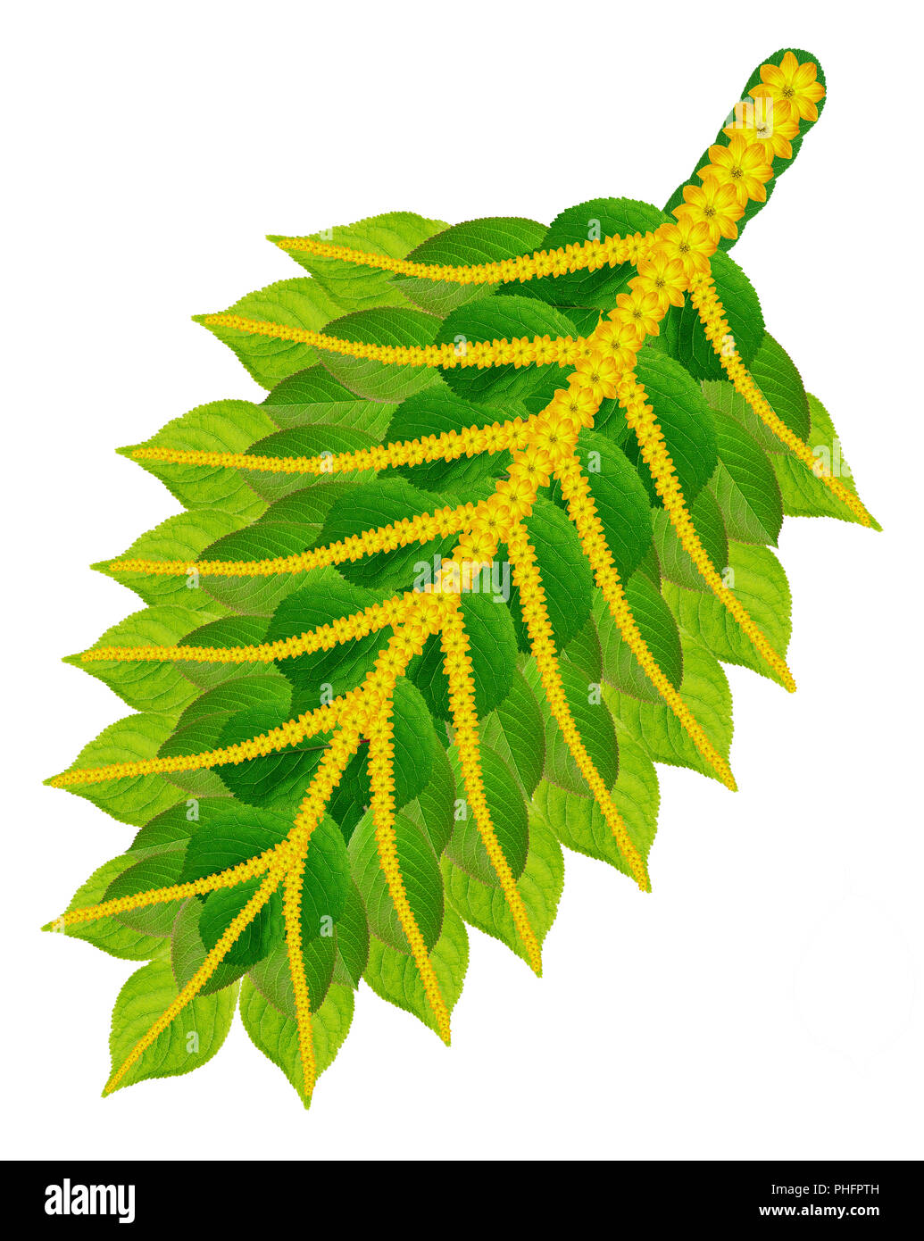 Natale Holly foglia verde Foto Stock