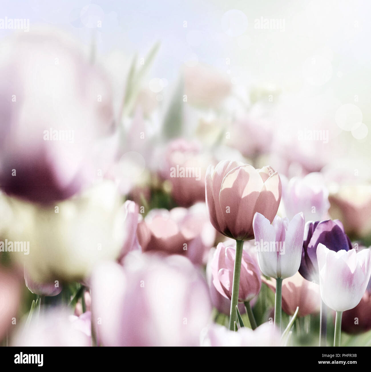 I tulipani colorati stagione primavera soleggiata Foto Stock