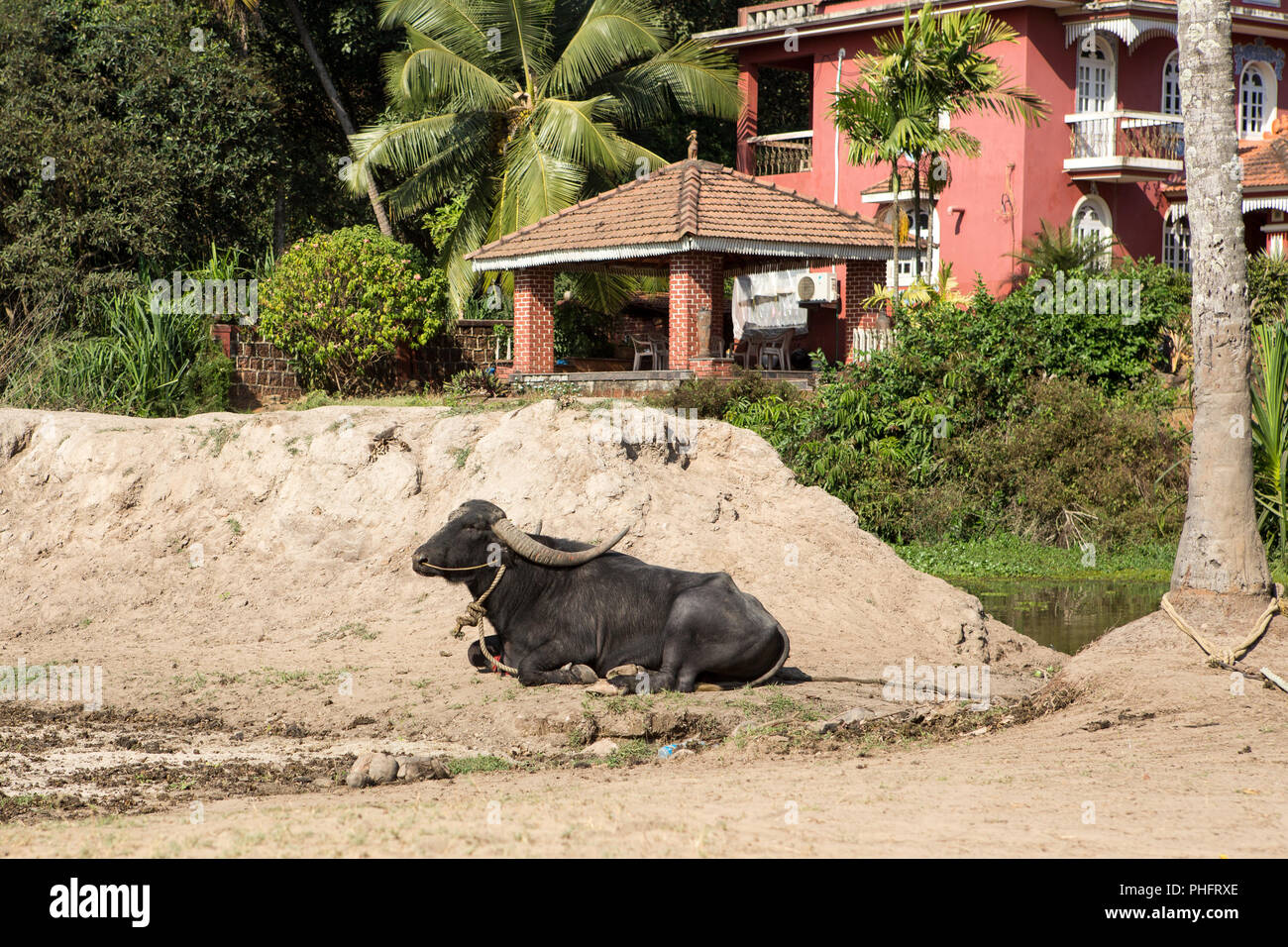 Grande mucca nera giacente a terra in India Foto Stock