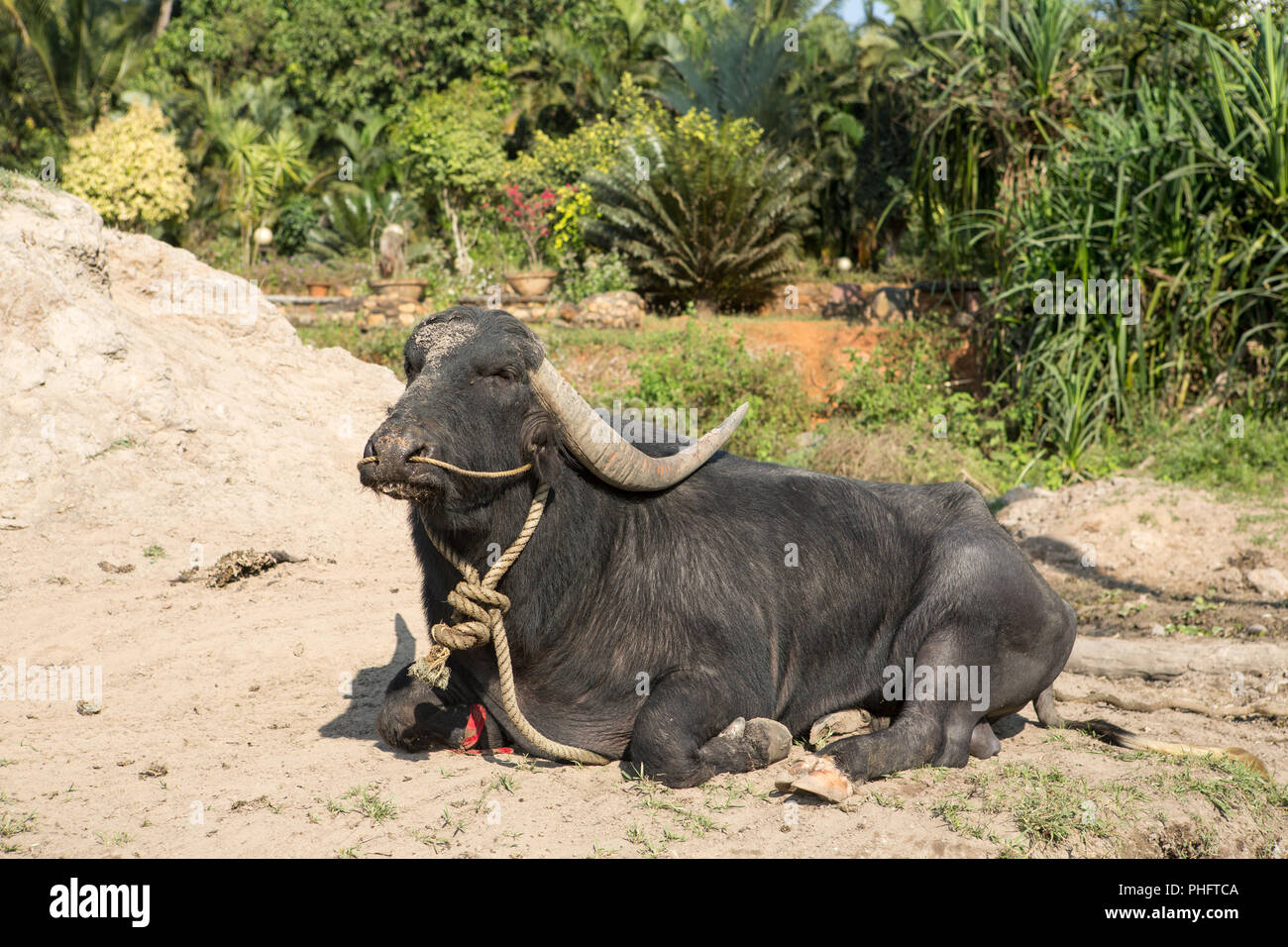 Grande mucca nera giacente a terra in India Foto Stock