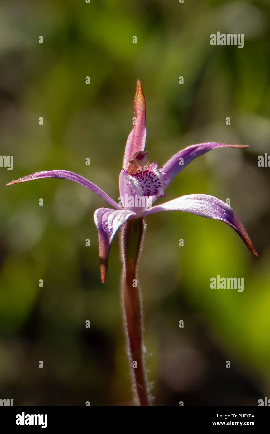 Caladenia hirta ssp. rosea, Rosa Candy Orchid Foto Stock